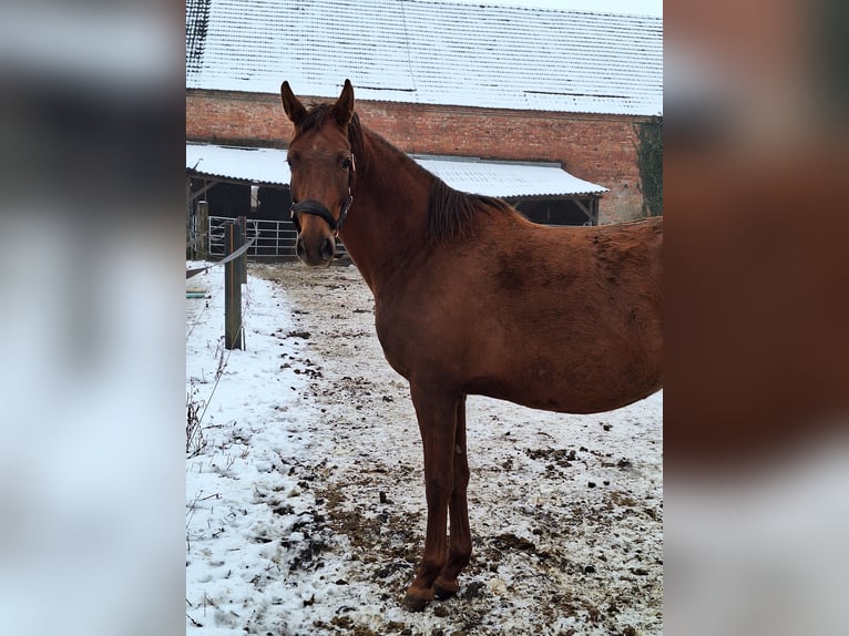 KWPN Giumenta 4 Anni 164 cm Sauro in Hillersleben