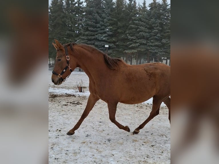 KWPN Giumenta 4 Anni 164 cm Sauro in Hillersleben