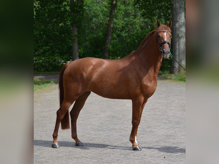 KWPN Giumenta 4 Anni 164 cm Sauro scuro in Diever