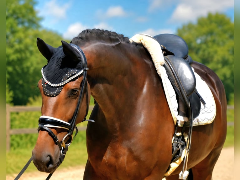 KWPN Giumenta 4 Anni 165 cm Baio in Neuss