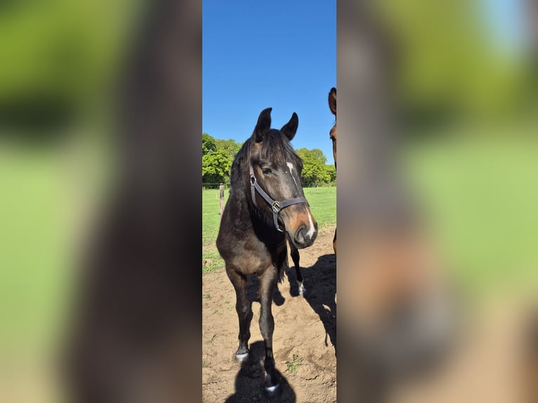 KWPN Giumenta 4 Anni 165 cm Baio nero in Asten