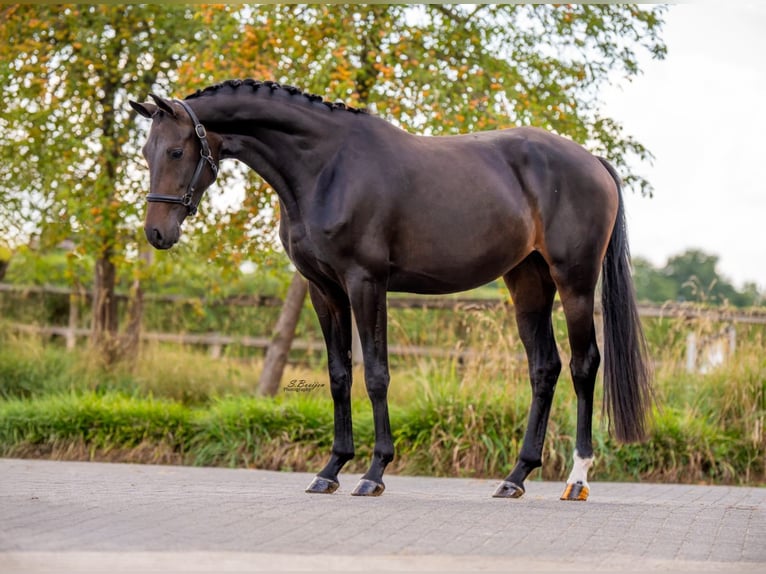 KWPN Giumenta 4 Anni 165 cm Baio scuro in Mönchengladbach