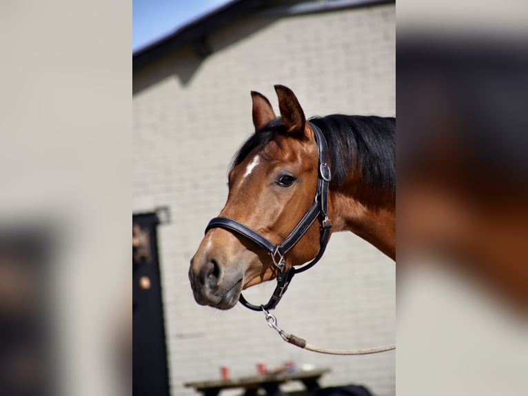 KWPN Giumenta 4 Anni 165 cm Baio scuro in Vlierden
