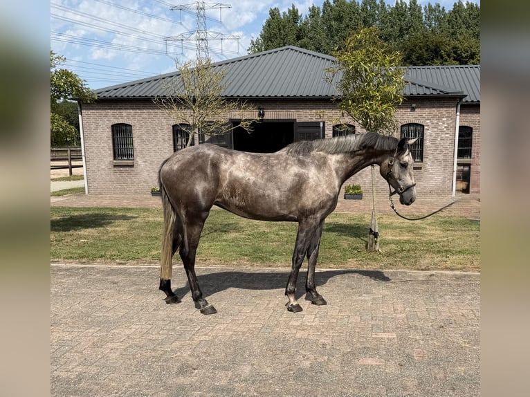 KWPN Giumenta 4 Anni 165 cm Grigio in Dedemsvaart