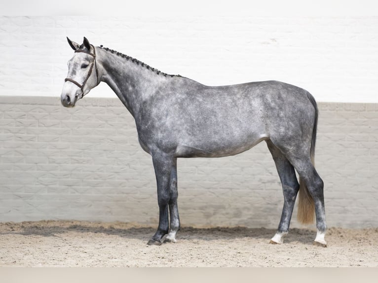 KWPN Giumenta 4 Anni 165 cm Grigio in Heerde