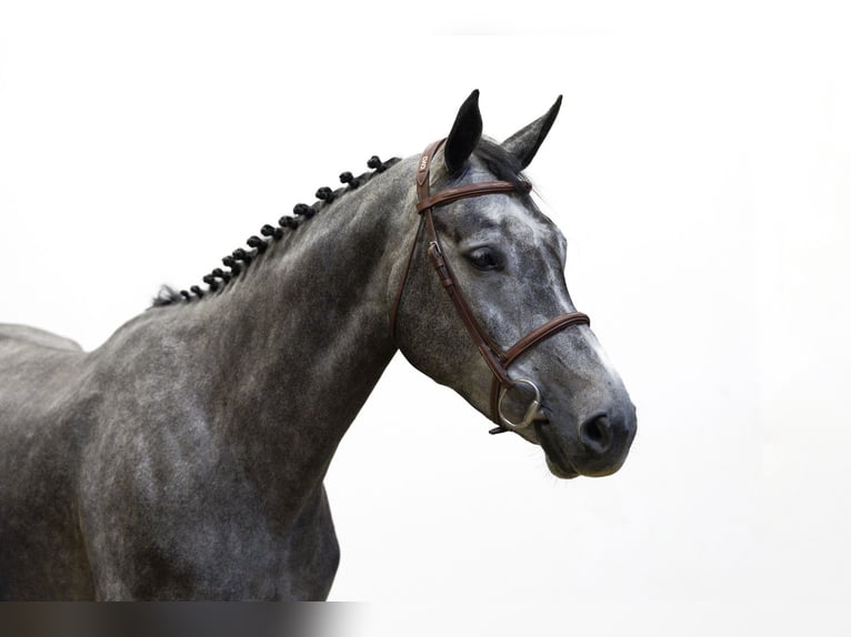 KWPN Giumenta 4 Anni 165 cm Grigio in Waddinxveen