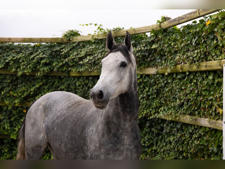 KWPN Giumenta 4 Anni 165 cm Grigio in Waddinxveen