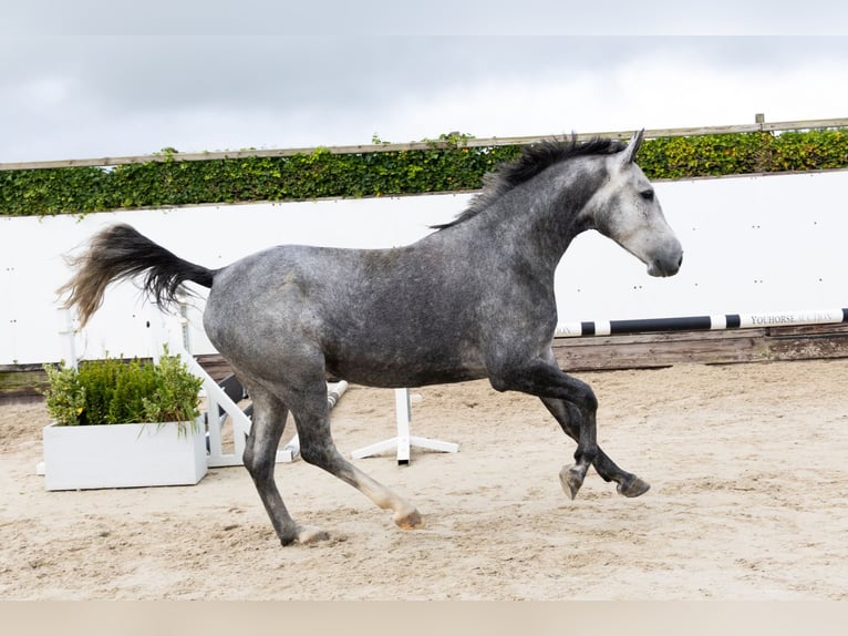 KWPN Giumenta 4 Anni 165 cm Grigio in Waddinxveen
