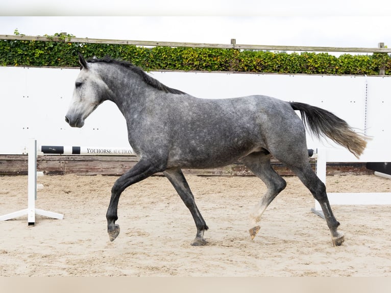 KWPN Giumenta 4 Anni 165 cm Grigio in Waddinxveen