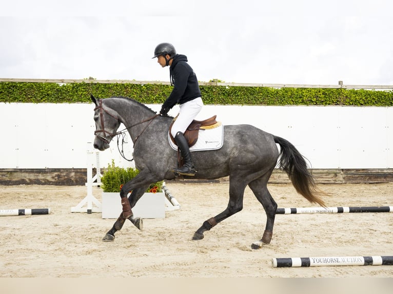 KWPN Giumenta 4 Anni 165 cm Grigio in Waddinxveen