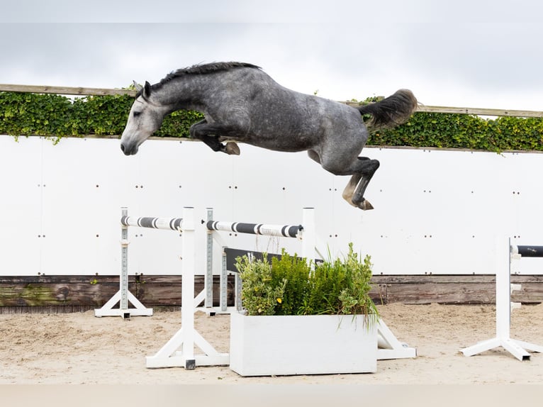 KWPN Giumenta 4 Anni 165 cm Grigio in Waddinxveen