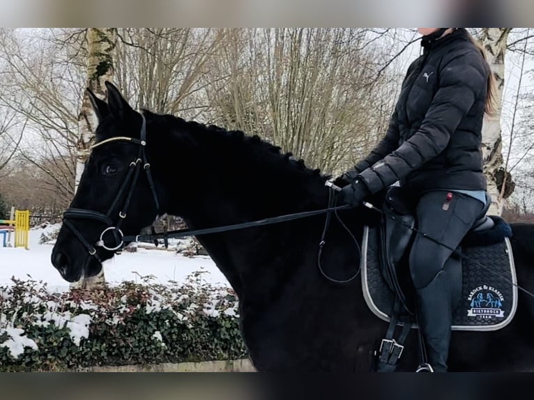 KWPN Giumenta 4 Anni 165 cm Morello in Sottrum