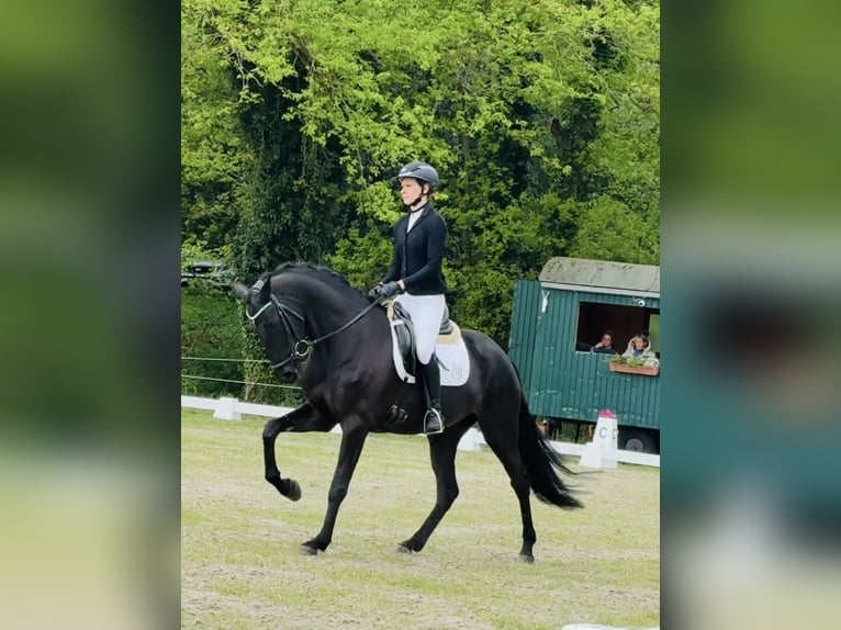 KWPN Giumenta 4 Anni 165 cm Morello in Sottrum
