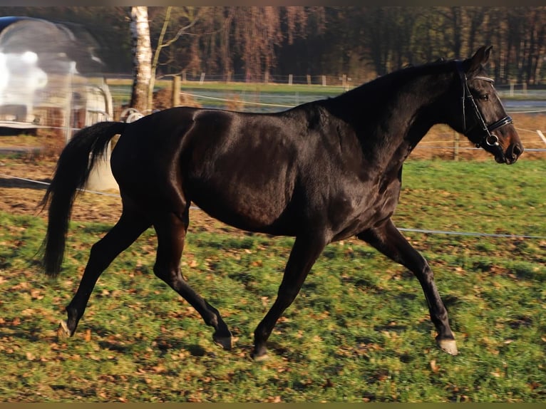 KWPN Giumenta 4 Anni 165 cm Morello in Wachtendonk