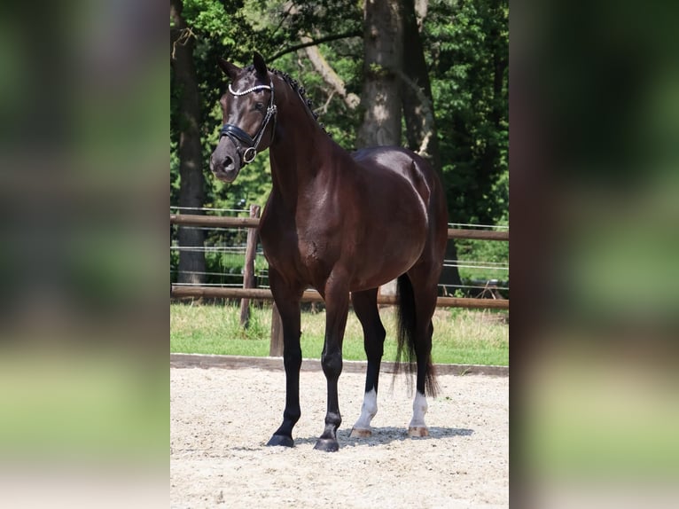 KWPN Giumenta 4 Anni 165 cm Morello in Loon op Zand