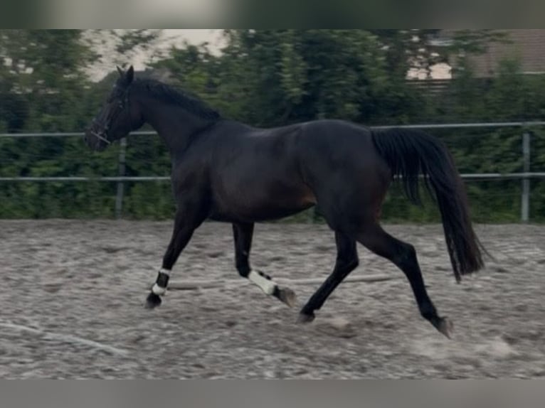 KWPN Giumenta 4 Anni 165 cm Morello in Boksum