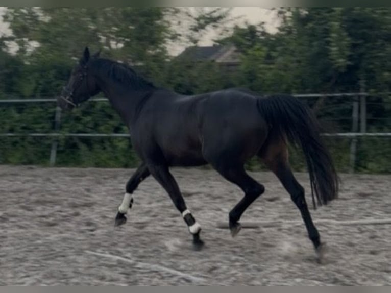 KWPN Giumenta 4 Anni 165 cm Morello in Boksum