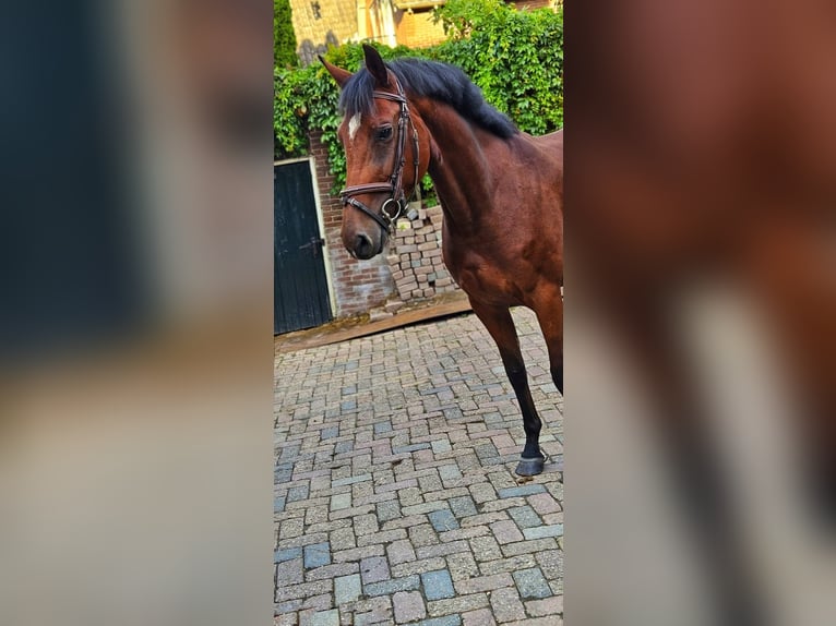 KWPN Giumenta 4 Anni 166 cm Baio in Someren