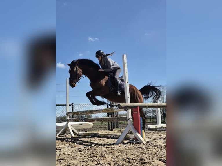 KWPN Giumenta 4 Anni 166 cm Baio in Someren