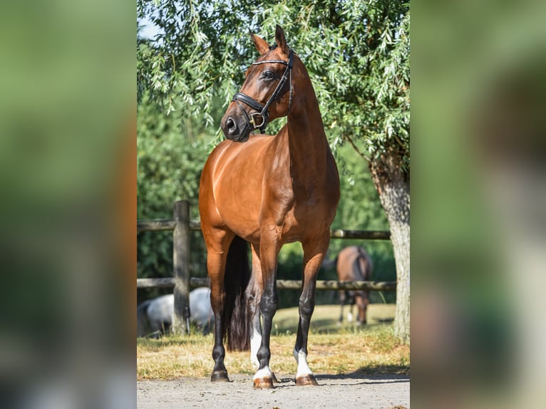 KWPN Giumenta 4 Anni 166 cm Baio in Zuienkerke