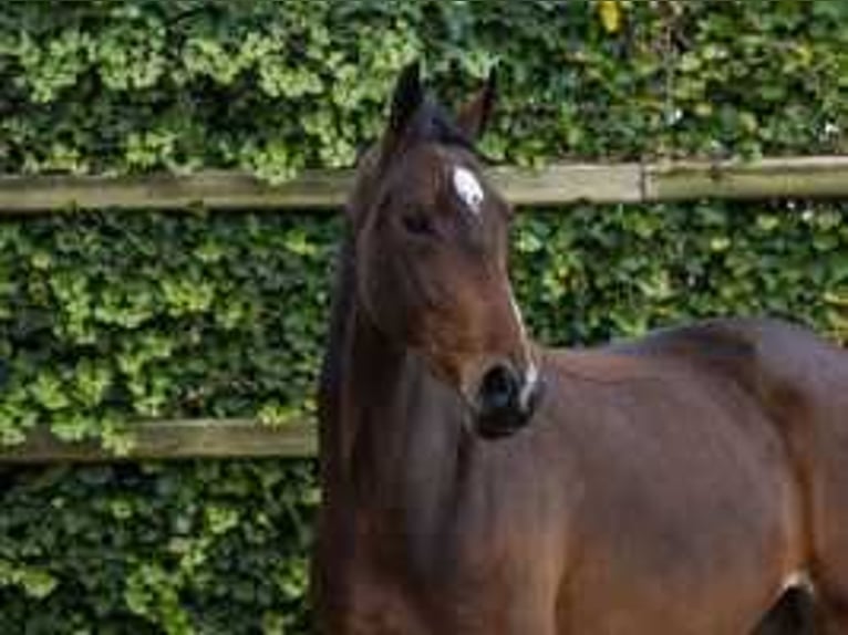 KWPN Giumenta 4 Anni 166 cm Baio in Waddinxveen