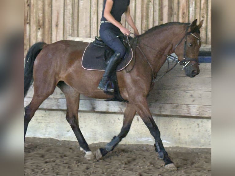 KWPN Giumenta 4 Anni 166 cm Baio scuro in Hainsfarth
