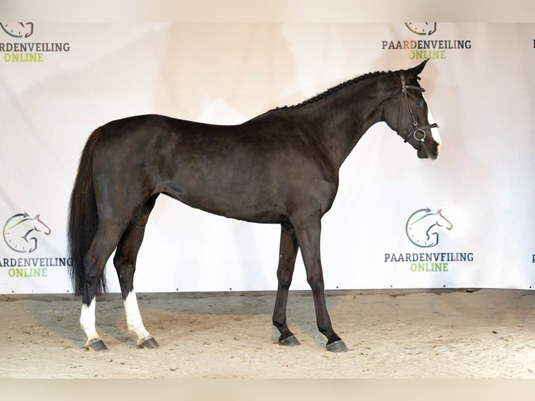 KWPN Giumenta 4 Anni 166 cm Baio scuro in Heerde