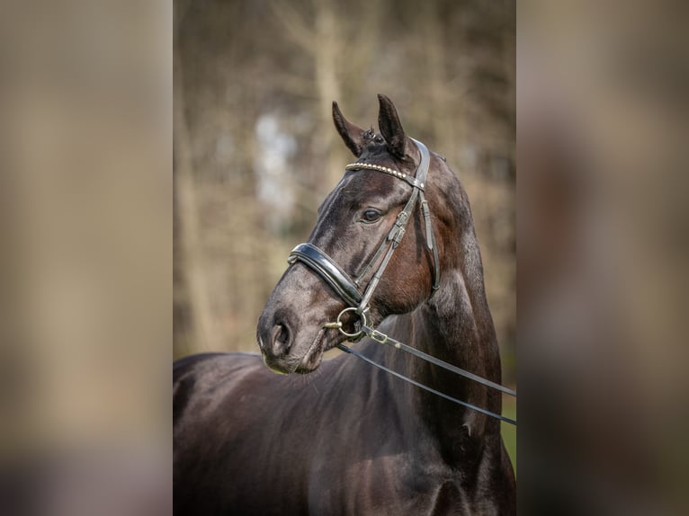 KWPN Giumenta 4 Anni 166 cm Morello in Heinzenbach