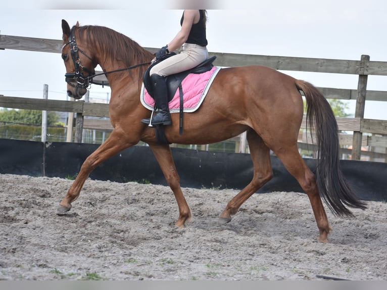 KWPN Giumenta 4 Anni 166 cm Sauro in Achtmaal