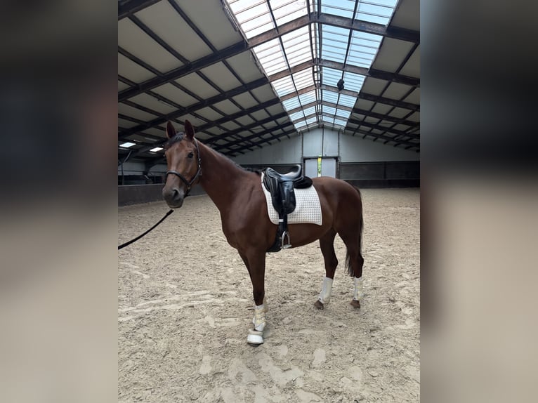 KWPN Giumenta 4 Anni 166 cm Sauro scuro in Schijndel