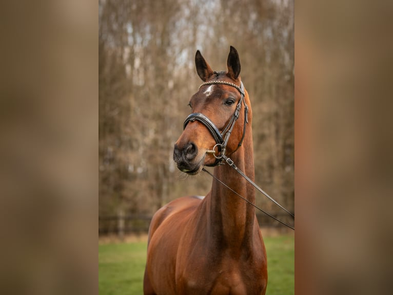 KWPN Giumenta 4 Anni 167 cm Baio in Heinzenbach