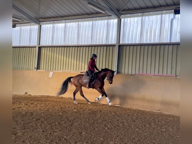 KWPN Giumenta 4 Anni 167 cm Baio in Heinzenbach