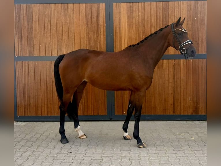 KWPN Giumenta 4 Anni 167 cm Baio in Münster
