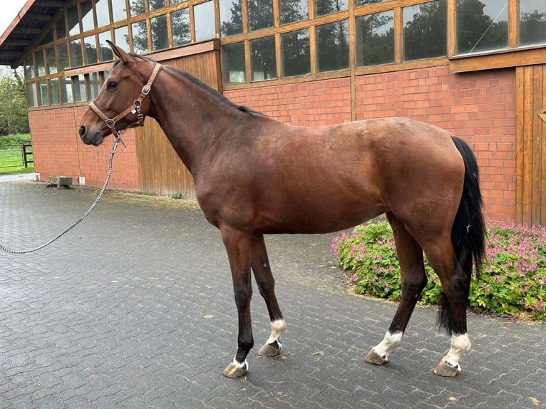 KWPN Giumenta 4 Anni 167 cm Baio in Hamm