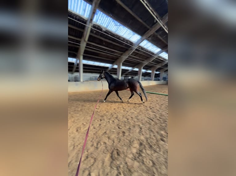 KWPN Giumenta 4 Anni 167 cm Baio in Zoersel