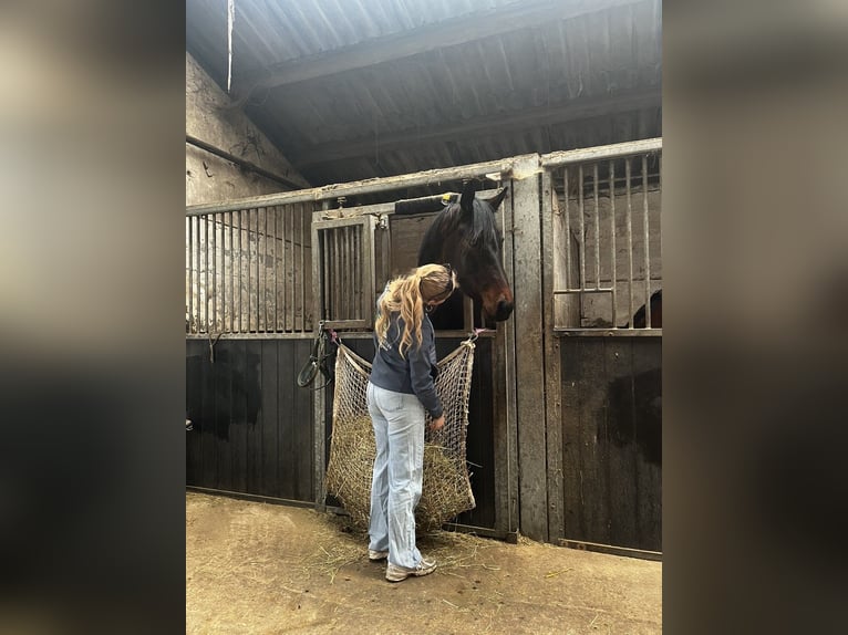 KWPN Giumenta 4 Anni 167 cm Baio in Zoersel
