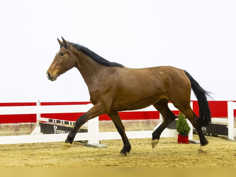 KWPN Giumenta 4 Anni 167 cm Baio in Waddinxveen