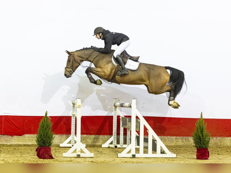 KWPN Giumenta 4 Anni 167 cm Baio scuro in Waddinxveen