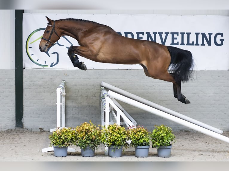 KWPN Giumenta 4 Anni 167 cm  in Heerde