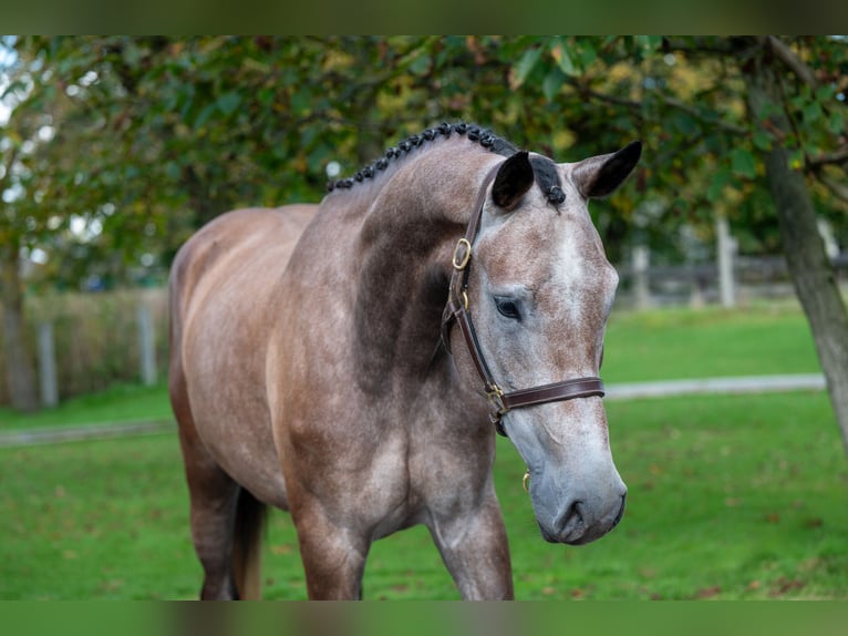 KWPN Giumenta 4 Anni 167 cm Champagne in GROTE-BROGEL