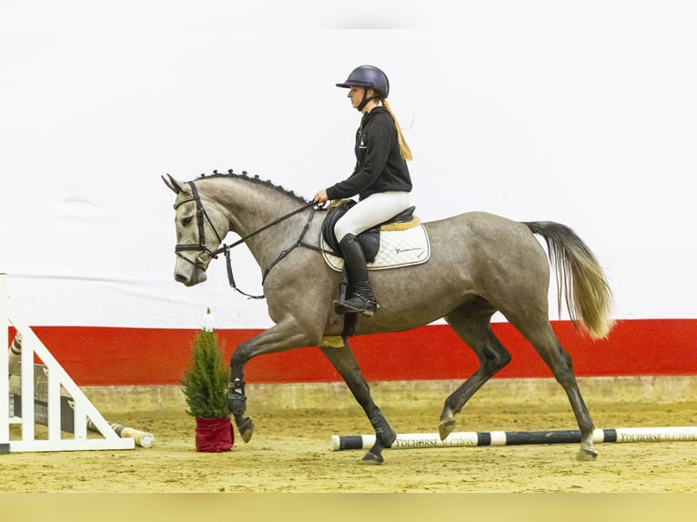KWPN Giumenta 4 Anni 167 cm Grigio in Waddinxveen