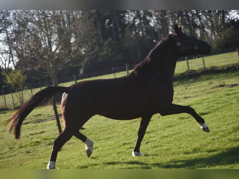 KWPN Giumenta 4 Anni 167 cm Morello in Achtmaal
