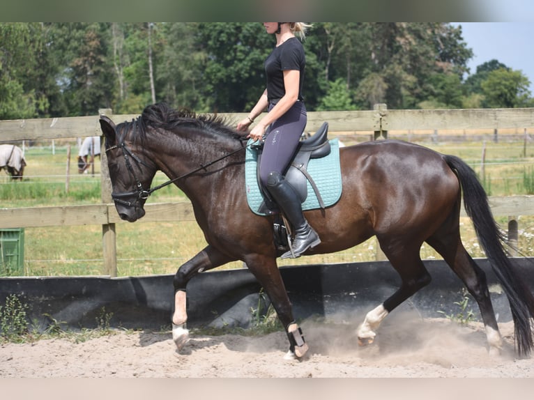KWPN Giumenta 4 Anni 167 cm Morello in Achtmaal