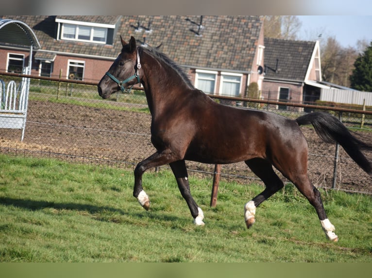 KWPN Giumenta 4 Anni 167 cm Morello in Achtmaal
