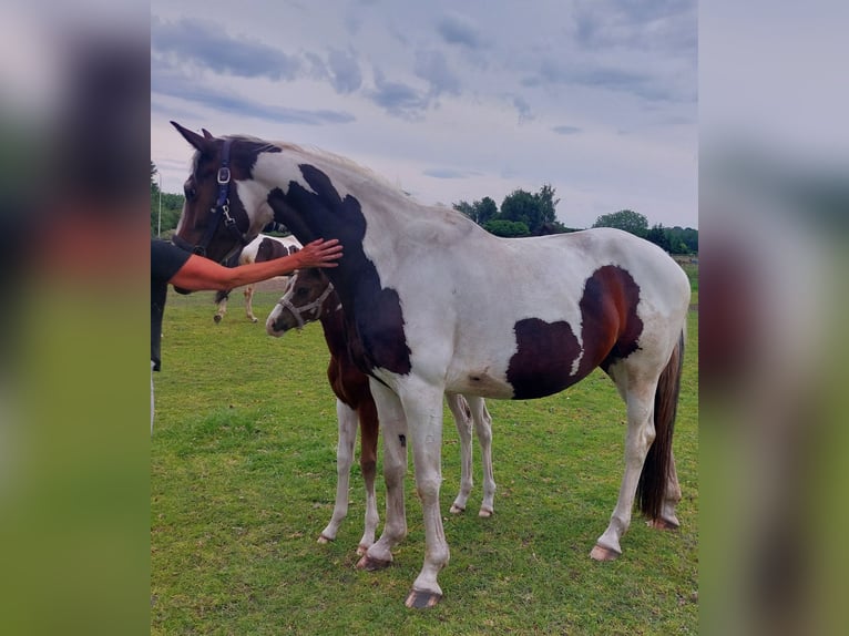 KWPN Giumenta 4 Anni 167 cm Pezzato in De Heurne