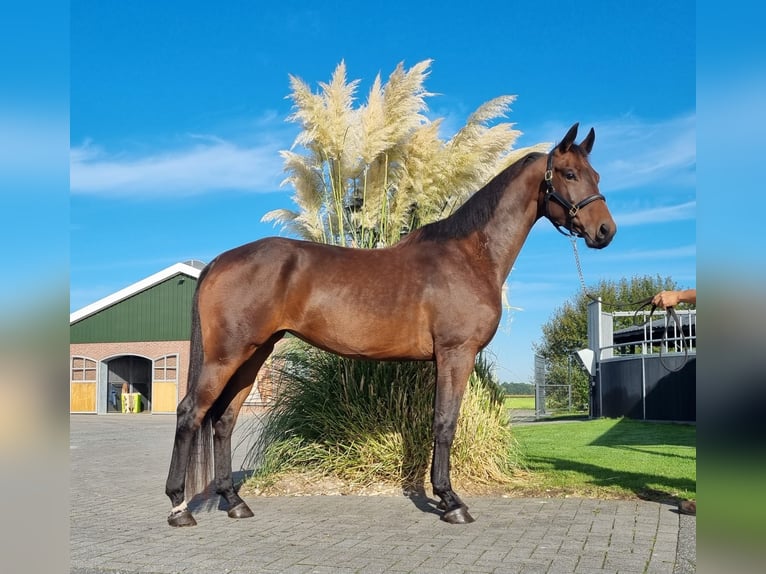 KWPN Giumenta 4 Anni 168 cm Baio in Hoornsterzwaag
