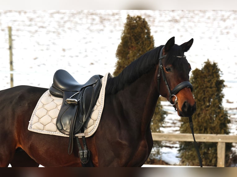 KWPN Giumenta 4 Anni 168 cm Baio in St Marein bei Graz