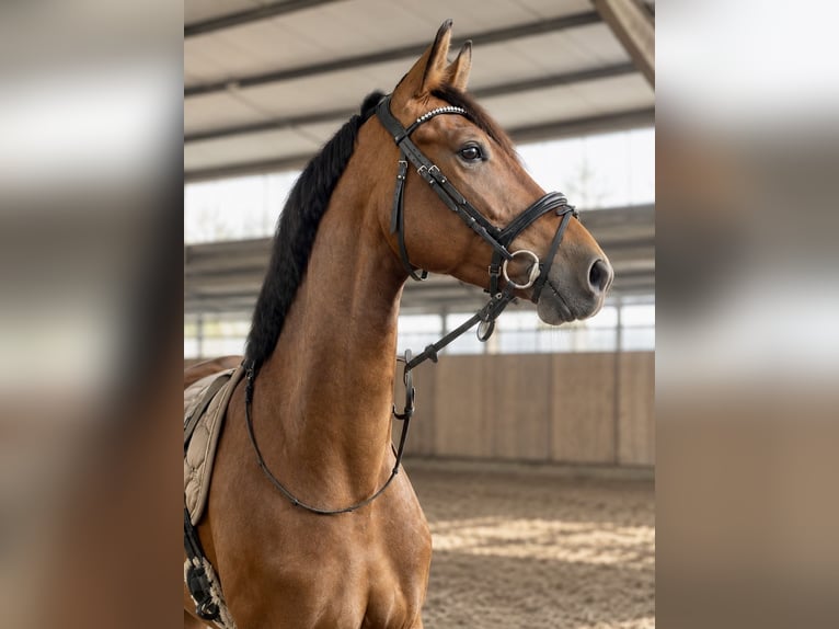 KWPN Giumenta 4 Anni 168 cm Baio in Emden