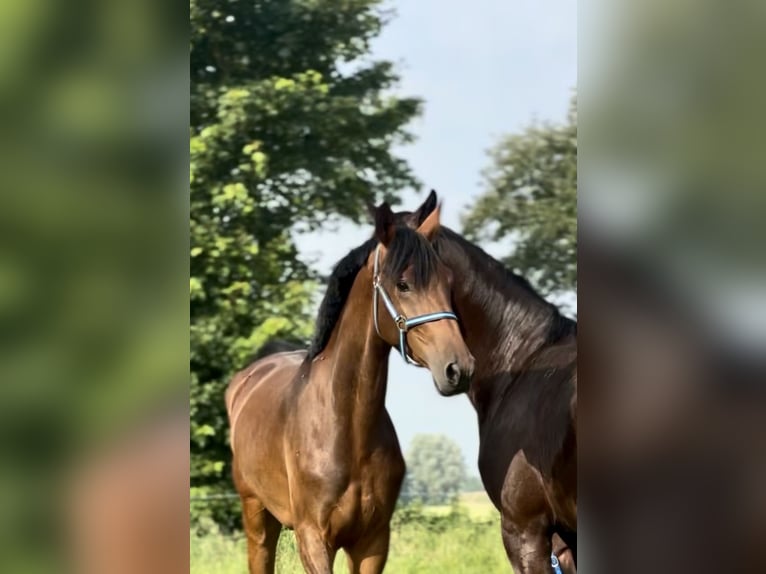 KWPN Giumenta 4 Anni 168 cm Baio in Emden