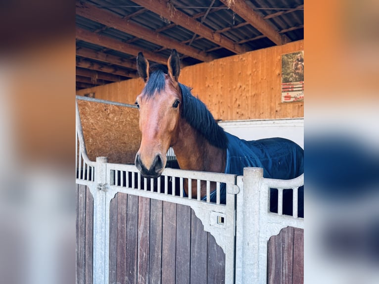KWPN Giumenta 4 Anni 168 cm Baio in Rietberg